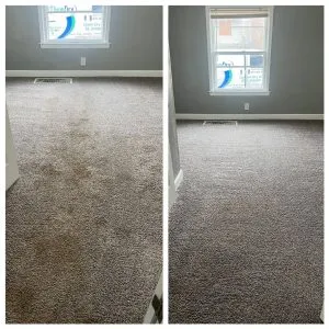 Carpet Cleaning and pet odor removal